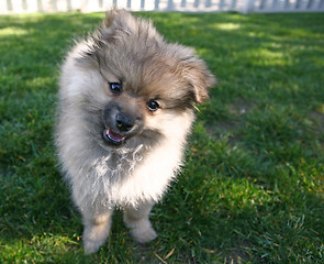 Image showing Sweet Adorable Pomeranian Puppy