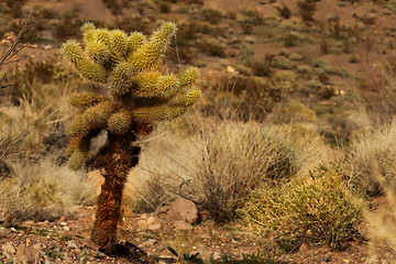 Image showing Lone Cactus Tree in Nelson, Nevada USA