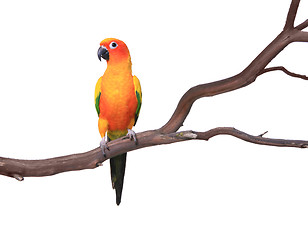 Image showing Single Sun Conure Parrot on a Tree Branch