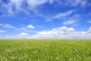 Image showing Beautiful Field of Green Grass and Blue Cloudy Sky