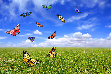 Image showing Beautiful Butterflies Flying Free in an Open Field