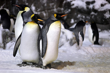 Image showing Emperor Penguins Hanging Out Together