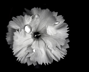 Image showing White Camelia Flower With Extreme Depth of Field