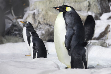 Image showing Emperor Penguin Looking On