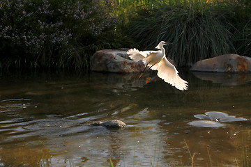 Image showing Snowy Egret Flying Out of Water