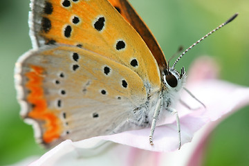 Image showing butterfly