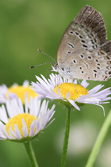 Image showing butterfly