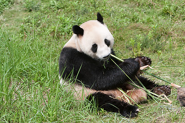 Image showing panda