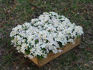 Image showing wood anemone