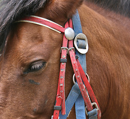 Image showing horse