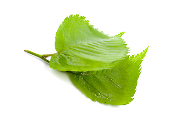 Image showing green leaves