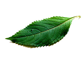 Image showing leaf