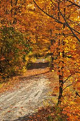 Image showing Fall forest