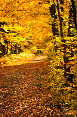 Image showing Autumn path