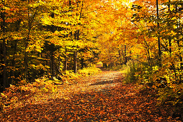 Image showing Fall forest