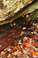 Image showing Autumn leaves in lake