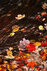 Image showing Autumn leaves in creek