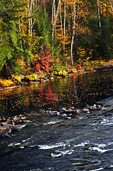 Image showing Fall forest and lake shore