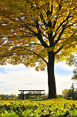 Image showing Autumn trees