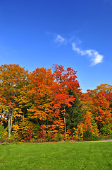 Image showing Autumn trees