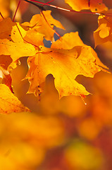 Image showing Fall maple leaves