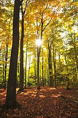 Image showing Fall forest