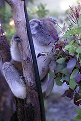 Image showing Koala bear