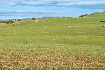 Image showing sheep in the field