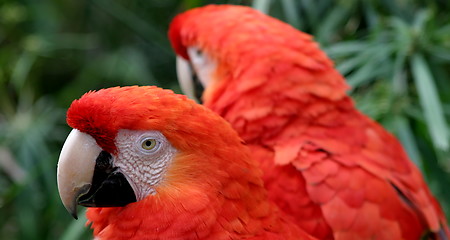 Image showing Scarlet Macaws