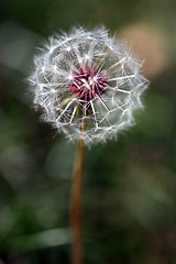 Image showing Dandelion Seed Head