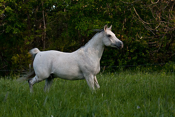 Image showing trotting horse