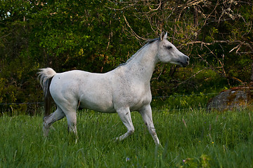 Image showing arabian