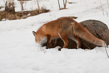 Image showing red fox