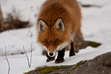 Image showing staring red fox