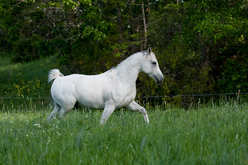 Image showing trotting horse