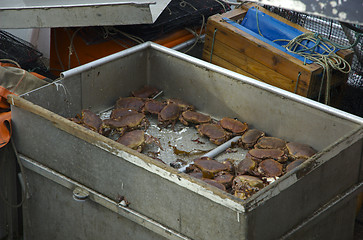 Image showing Selling More Crabs