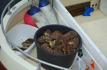 Image showing Selling Crabs