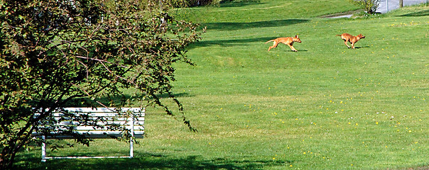 Image showing Playing Dogs