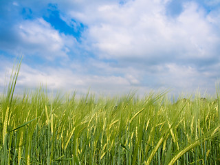 Image showing Green barley field