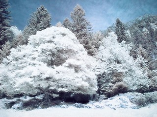 Image showing Infrared forest