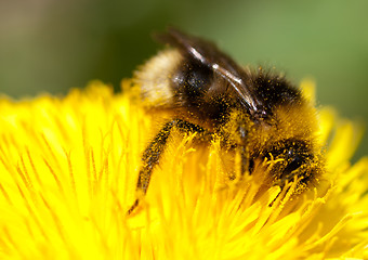 Image showing Bumblebee on yellow flower