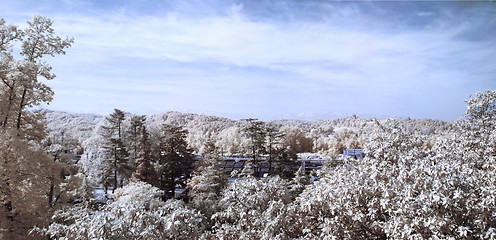 Image showing Infrared forest