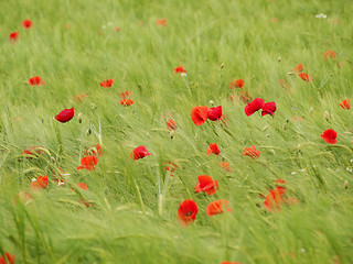 Image showing Fresh young barley field