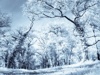 Image showing Infrared forest