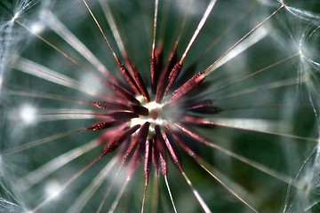 Image showing Dandelion Seed Head