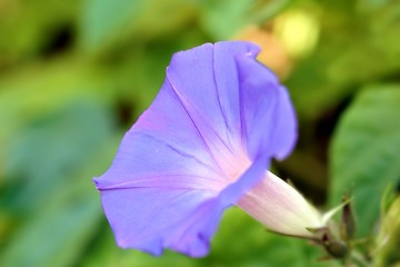 Image showing Purple Morning Glory