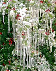 Image showing Iced Holly