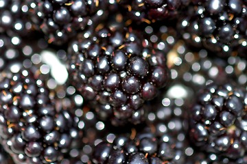 Image showing Blackberries