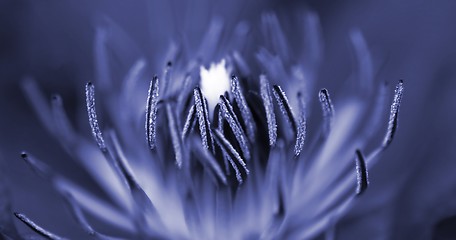Image showing Inside A Flower