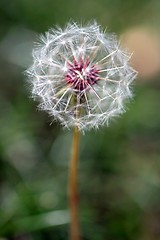 Image showing Dandelion Seed Head